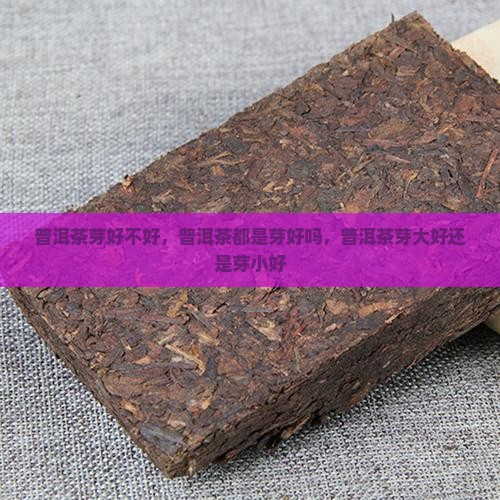 普洱茶芽好不好
