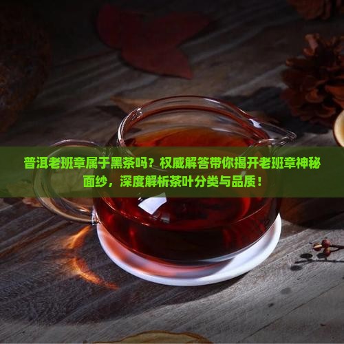 普洱老班章属于黑茶吗