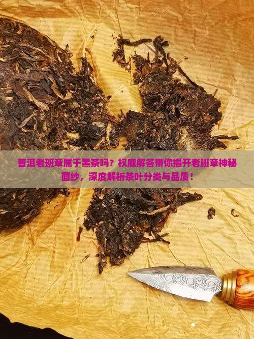 普洱老班章属于黑茶吗
