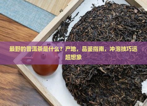最野的普洱茶是什么