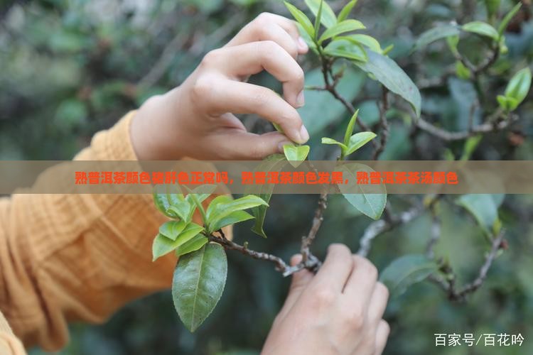 熟普洱茶颜色猪肝色正常吗