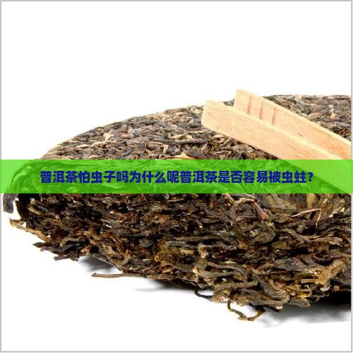 普洱茶怕虫子吗为什么呢