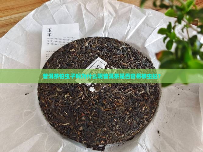 普洱茶怕虫子吗为什么呢