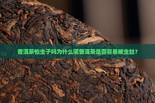 普洱茶怕虫子吗为什么呢