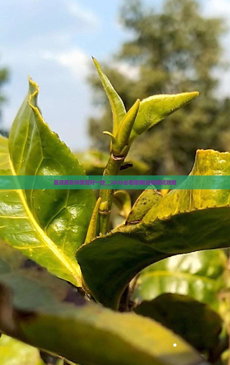 普洱茶怎样保管好一些