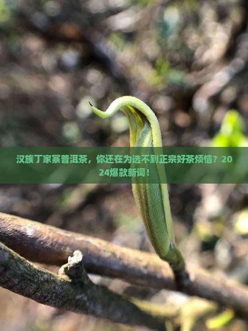 汉族丁家寨普洱茶