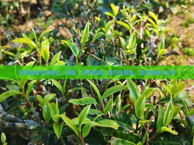 普洱茶成交纪录片