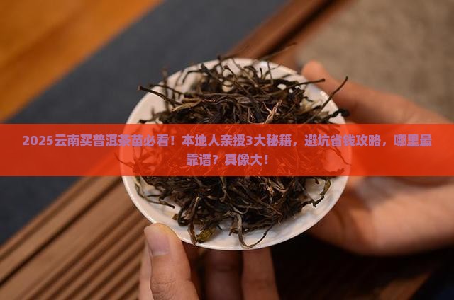 在云南去哪里买普洱茶苗