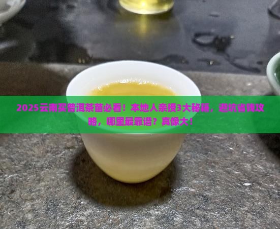 在云南去哪里买普洱茶苗