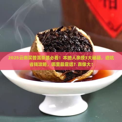 在云南去哪里买普洱茶苗