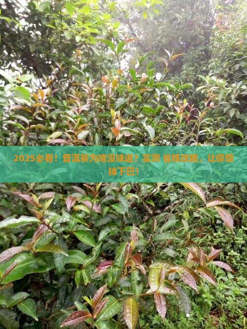 普洱茶味道不浓的原因有哪些