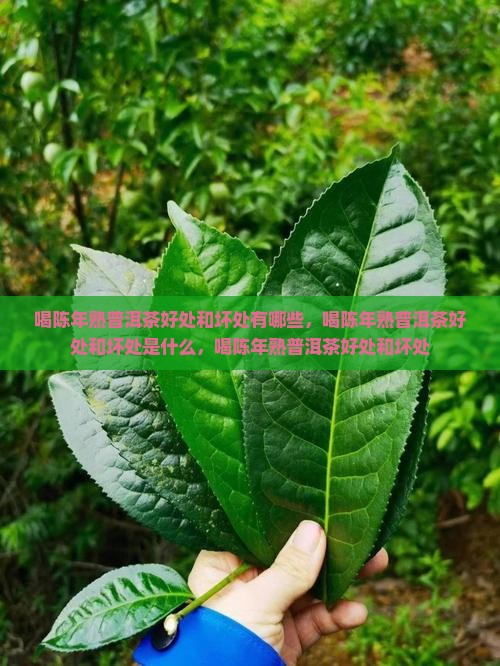 喝陈年熟普洱茶好处和坏处