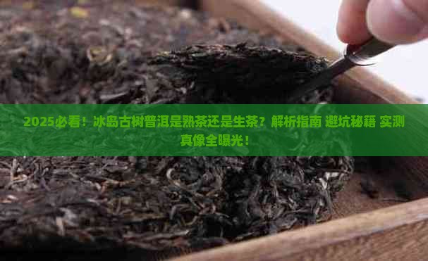 冰岛古树普洱是熟茶吗