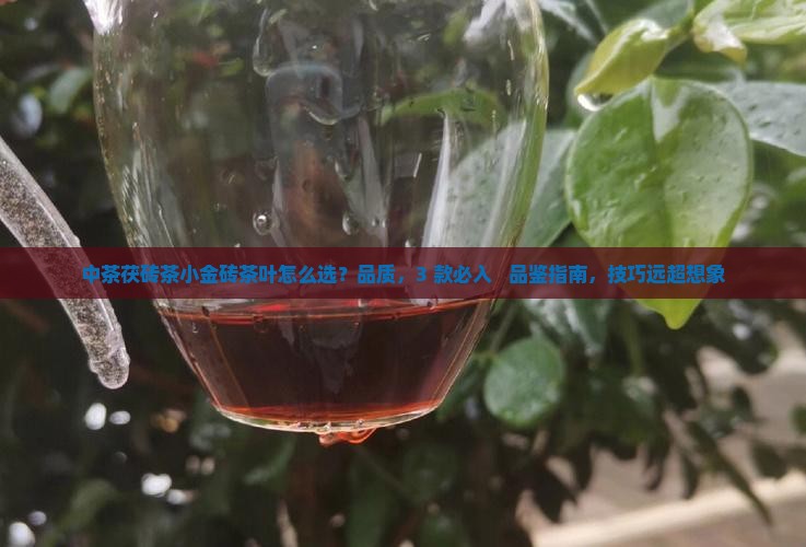 中茶茯砖茶小金砖茶叶