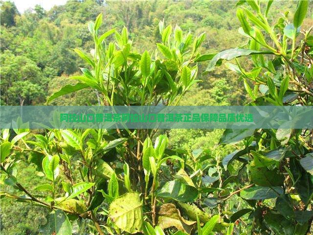 阿拉山口普洱茶