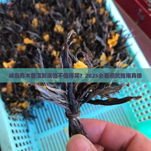 冰岛乔木普洱中茶