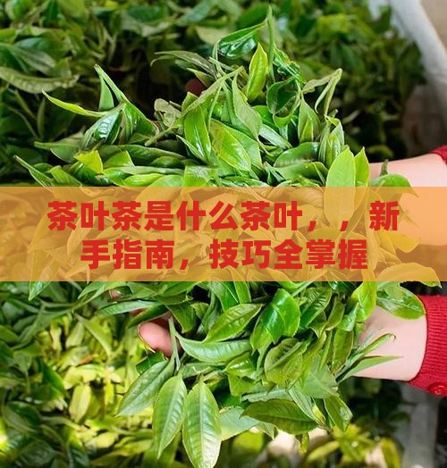 茶叶茶是什么茶叶
