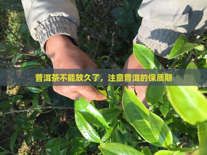 普洱茶不能放久了