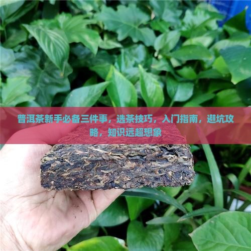 普洱茶新手必备三件事