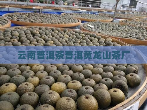 云南勐撤普洱茶黄龙山茶厂