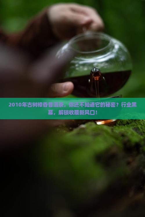 2010年古树樟香普洱茶