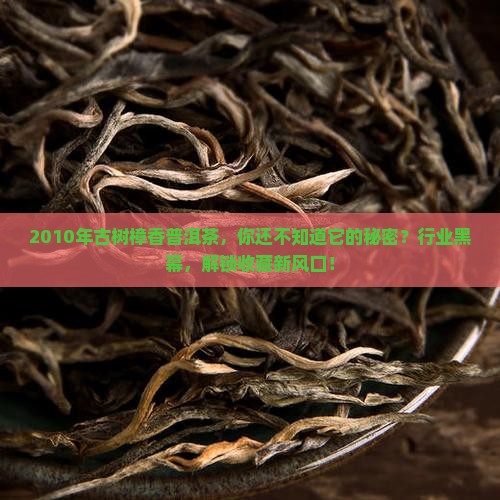 2010年古树樟香普洱茶