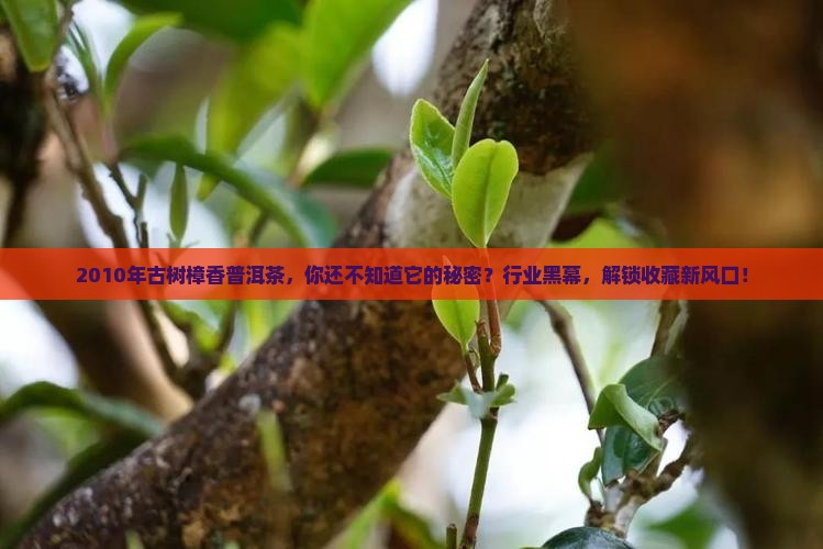 2010年古树樟香普洱茶