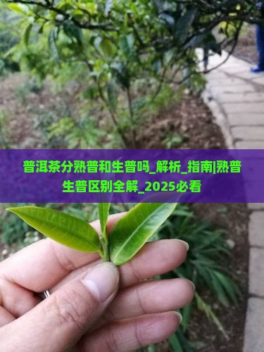普洱茶分熟普和生普吗
