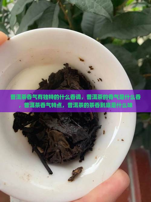 普洱茶香气有独特的什么香调