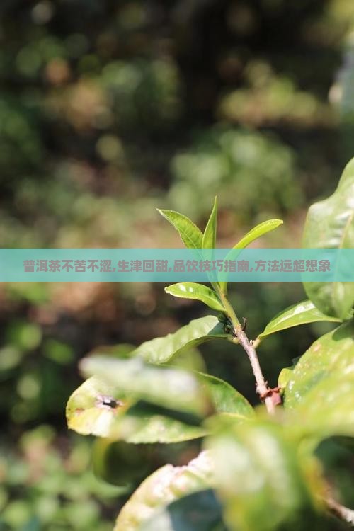 普洱茶不苦不涩有生津有回甜