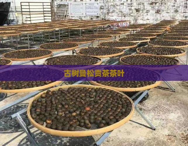 曼松老寨古树茶