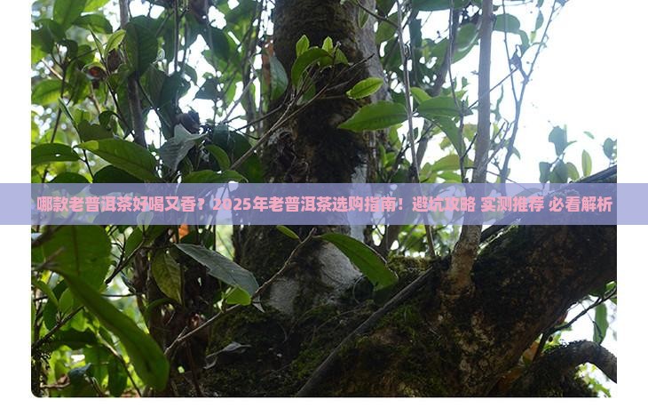 哪款老普洱茶好喝又香又好喝