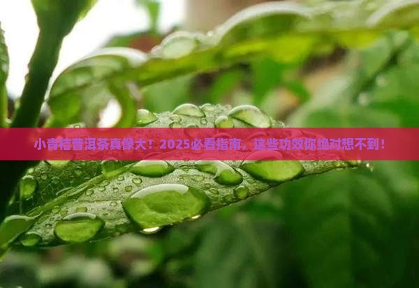 小青桔普洱茶的作用