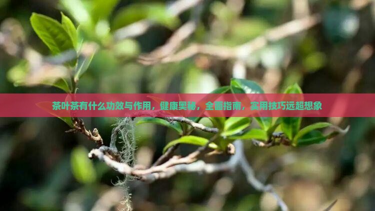 茶叶茶有什么功效与作用