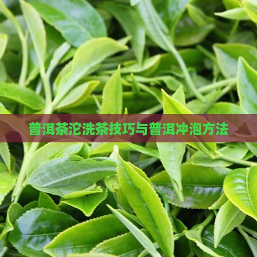 普洱茶沱怎么洗