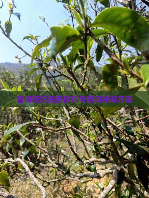 普洱茶沱怎么洗