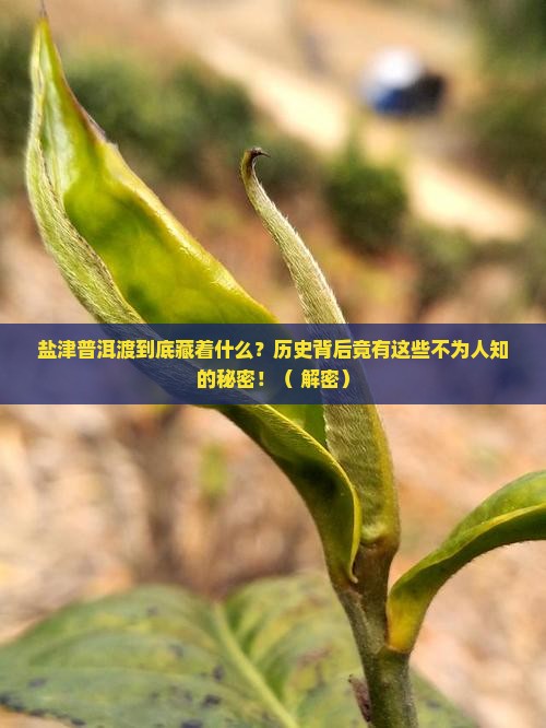盐津普洱渡的历史