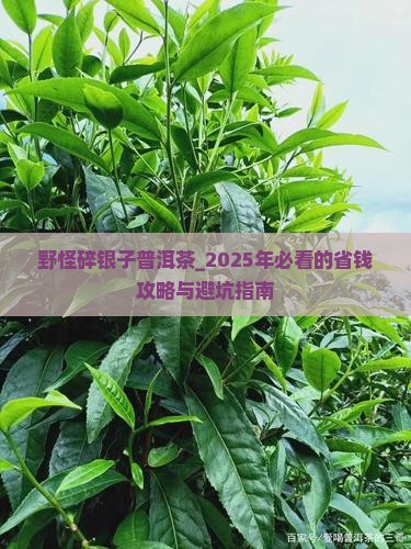 野怪碎银子普洱茶