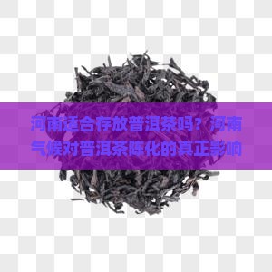 河南适合存放普洱茶吗