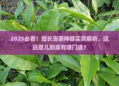细细长长的泡茶的是什么