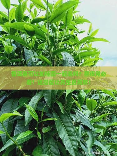 普洱茶可以加桂圆一起泡吗