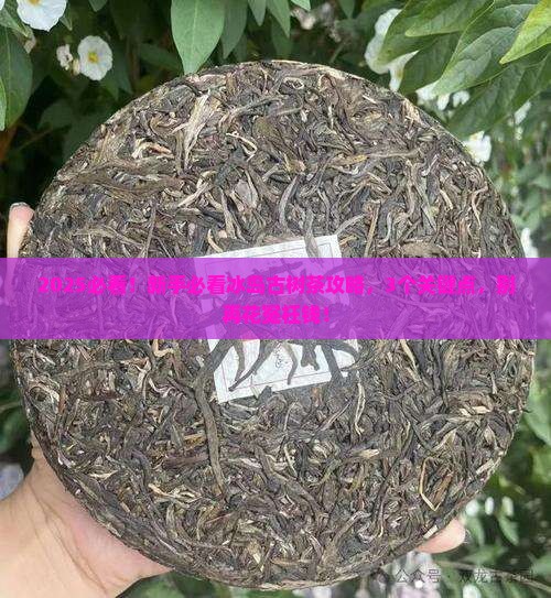 临沧冰岛古树茶介绍
