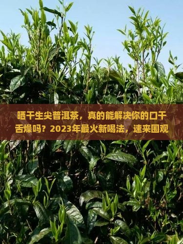晒干生尖普洱茶