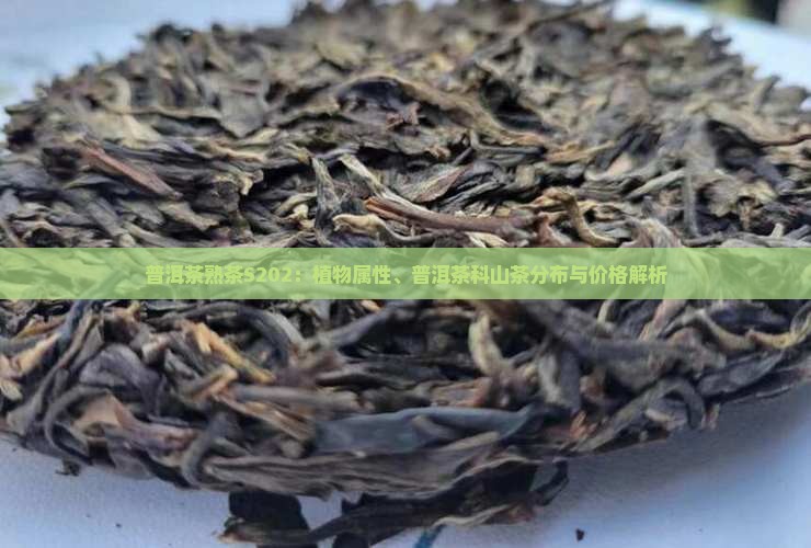 普洱茶熟茶s202