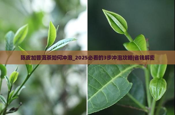 陈皮加普洱茶如何冲泡