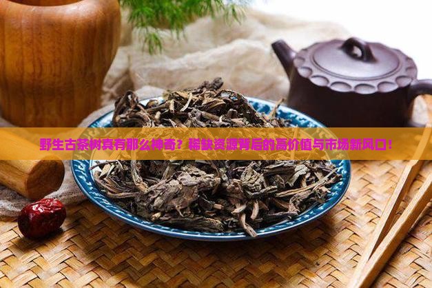 野生古茶树的特点