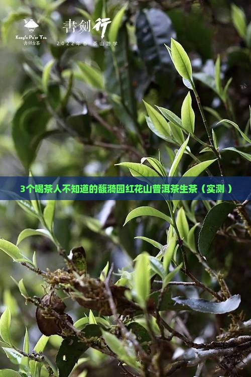馥漪园红花山普洱茶生茶