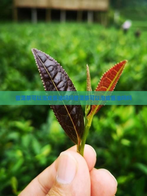 普洱茶可以泡成酱油吗吗