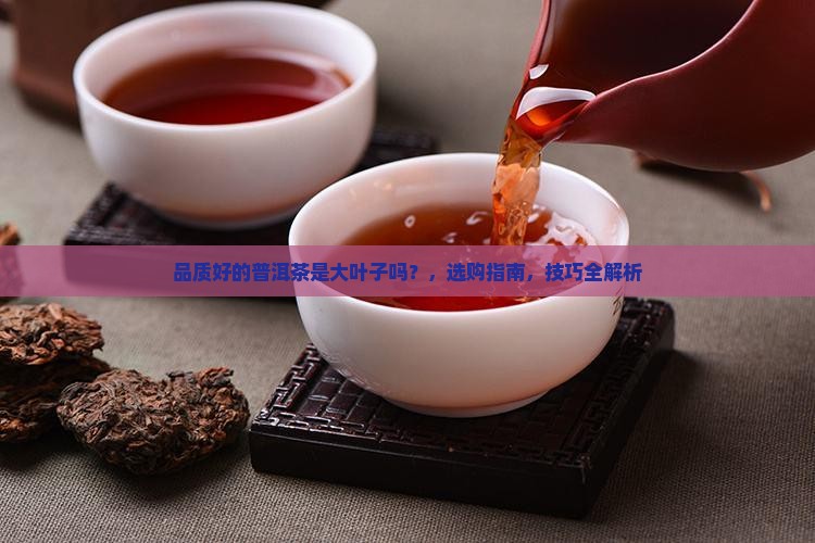 品质好的普洱茶是大叶子吗