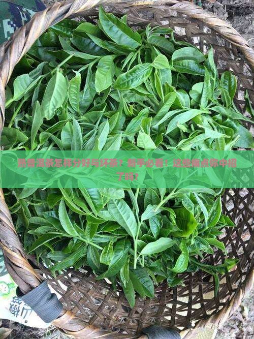 熟普洱茶怎样分好与坏茶